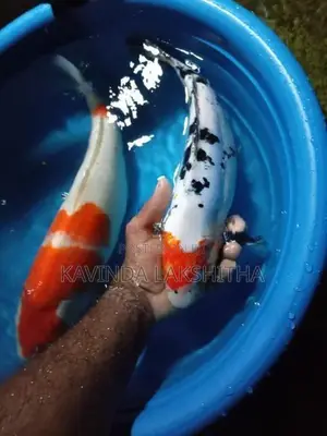 Koi Carp Fish