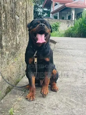 Rottweiler Puppies