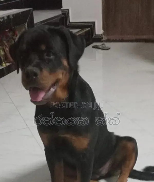 Rottweiler Puppies