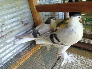 Pigeons