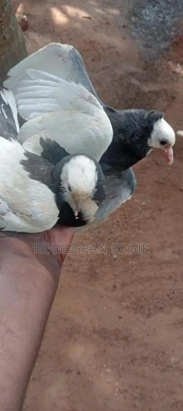 Pigeons