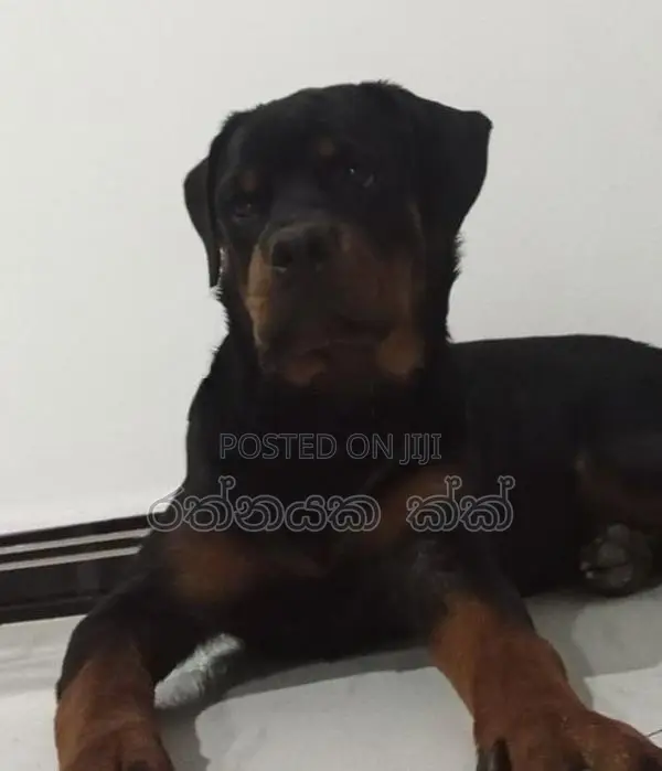 Rottweiler Puppies