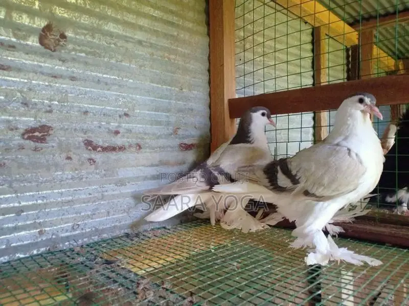 Pigeons