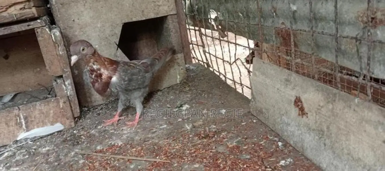 Pigeons