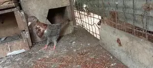 Pigeons