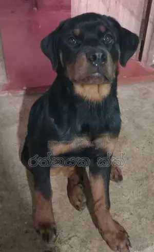 Rottweiler Puppies