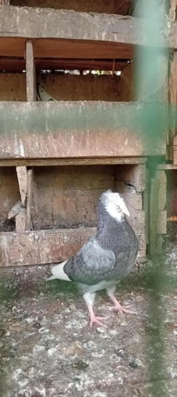 Pigeons