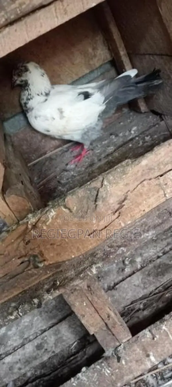 Pigeons