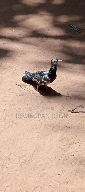 Pigeons