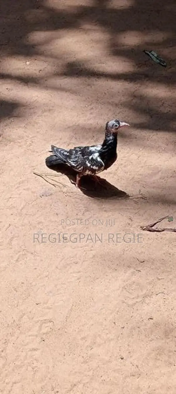 Pigeons