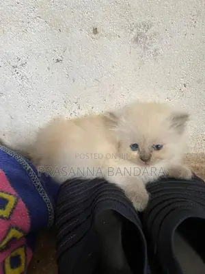 Himalayan Kittens