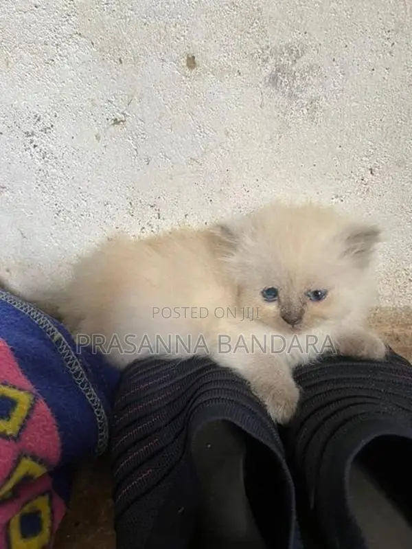 Himalayan Kittens