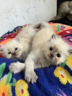 Himalayan Kittens