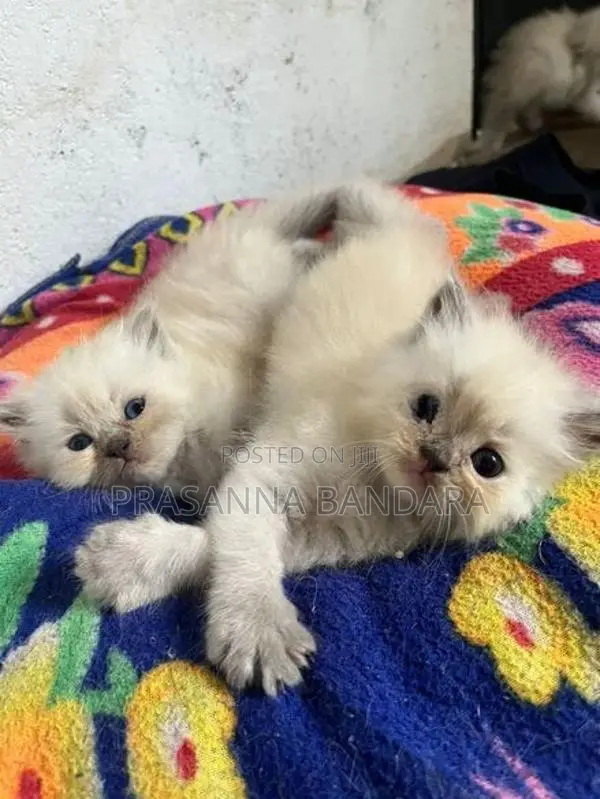 Himalayan Kittens