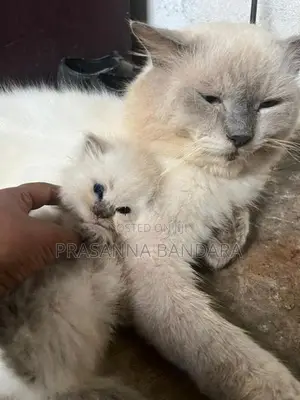 Himalayan Kittens