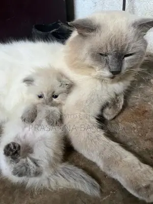Himalayan Kittens