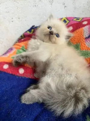 Himalayan Kittens