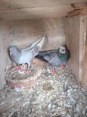 Pigeons