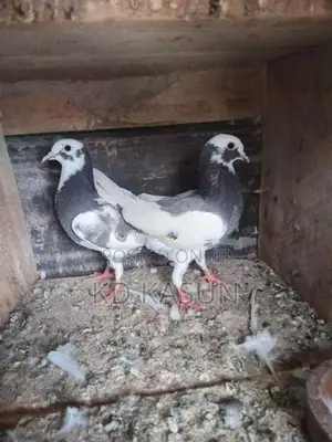 Pigeons