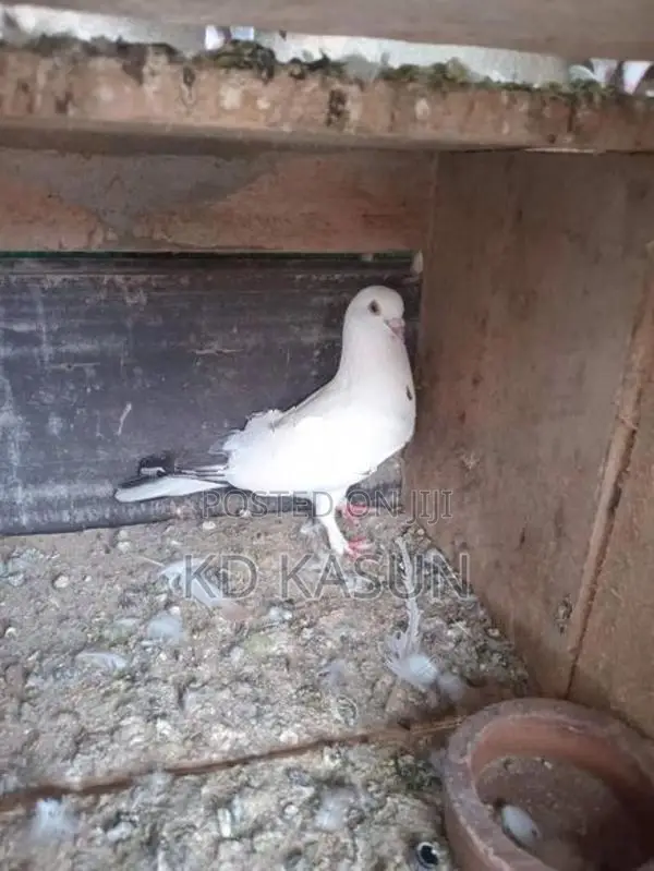 Pigeons