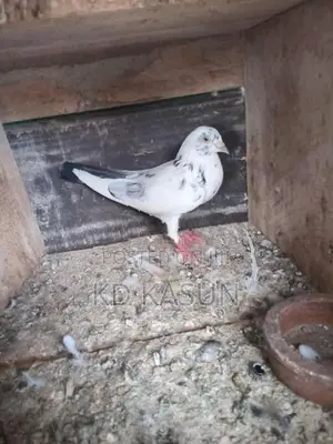 Pigeons