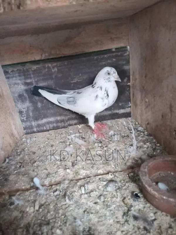 Pigeons