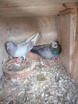 Pigeons