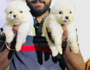 Pomeranian Puppies