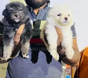 Pomeranian Puppies