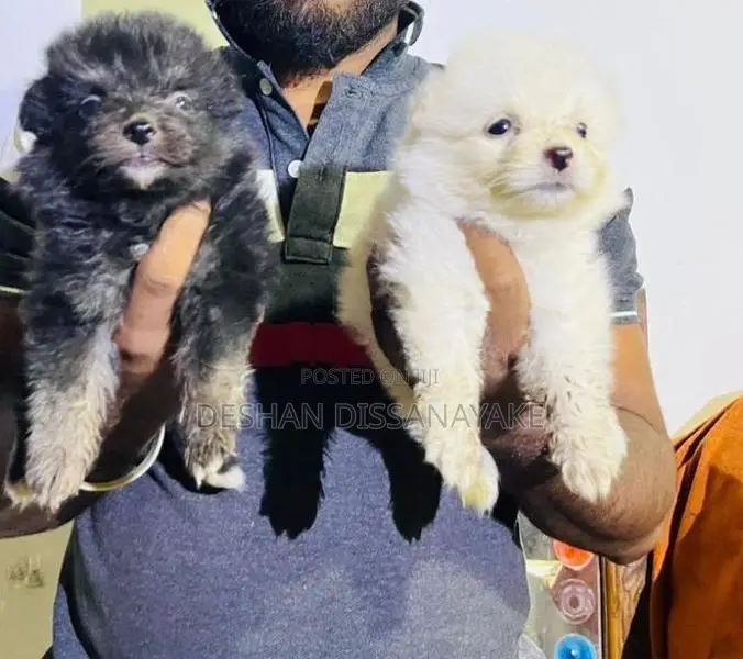 Pomeranian Puppies
