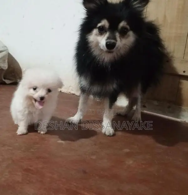 Pomeranian Puppies