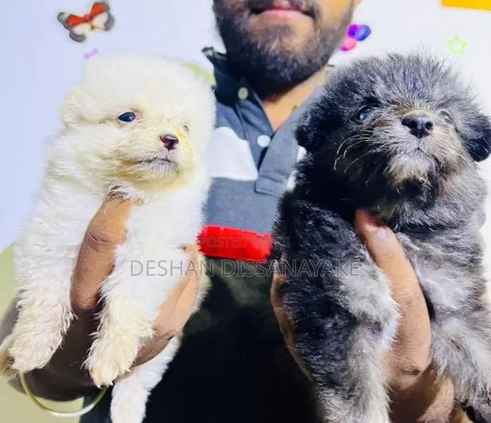 Pomeranian Puppies