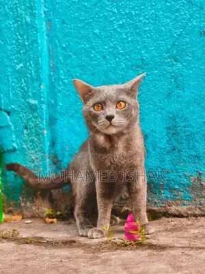 Russian Cat