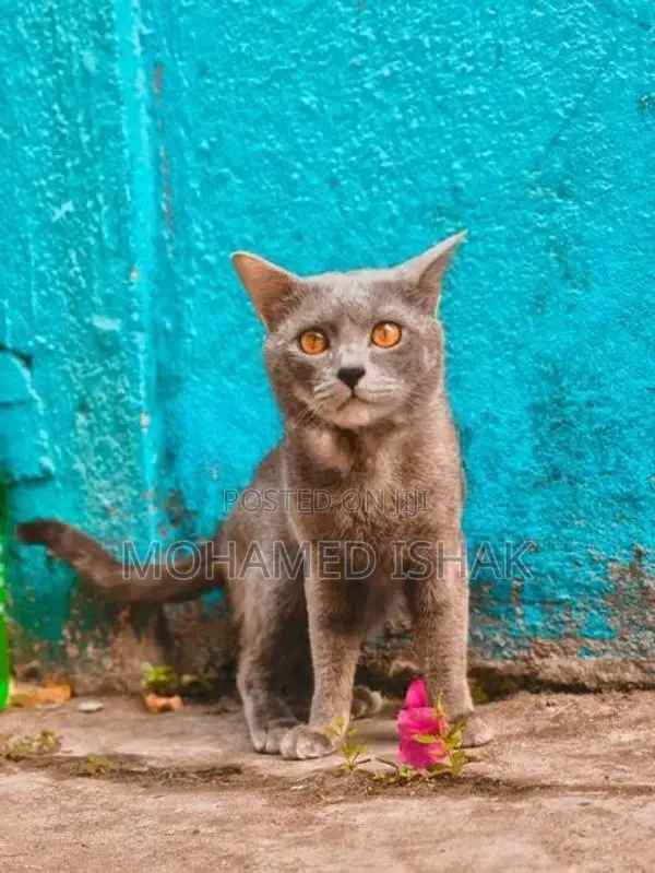 Russian Cat