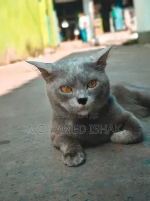Russian Cat