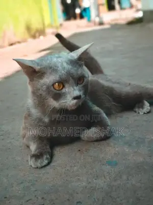 Russian Cat