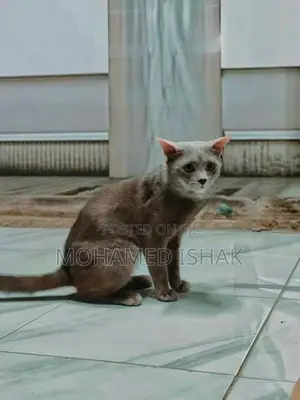 Russian Cat