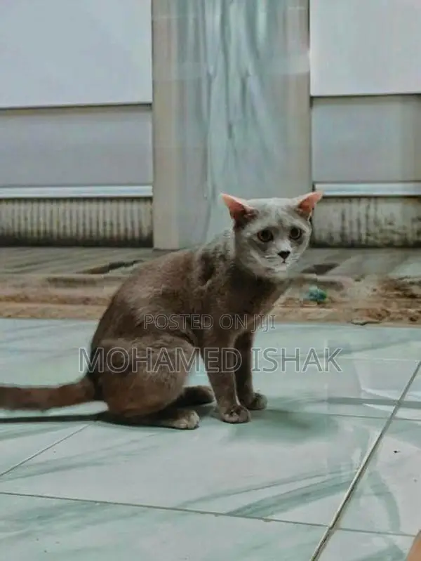 Russian Cat