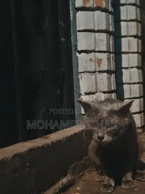 Russian Cat