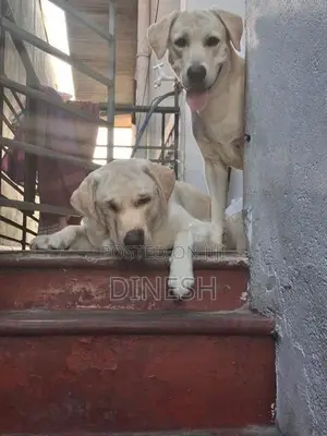 Labrador Puppies