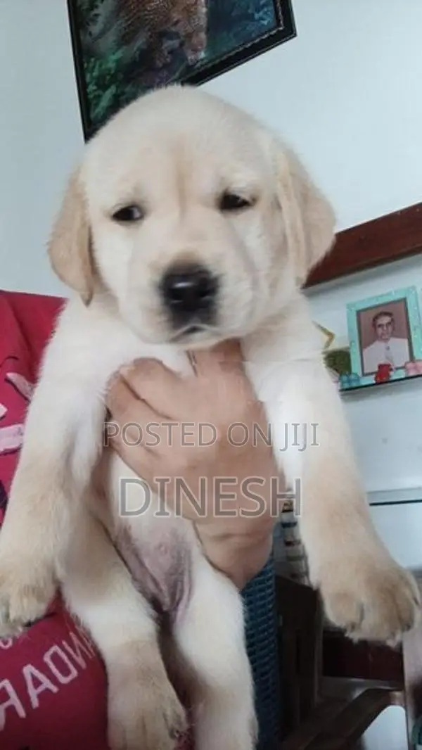 Labrador Puppies