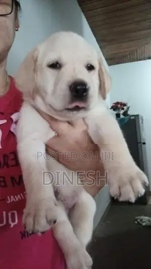 Labrador Puppies