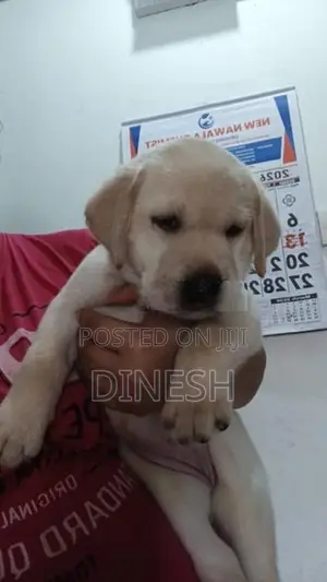 Labrador Puppies