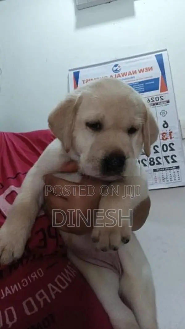 Labrador Puppies