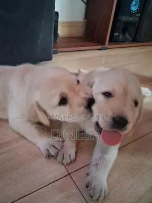 Labrador Puppies