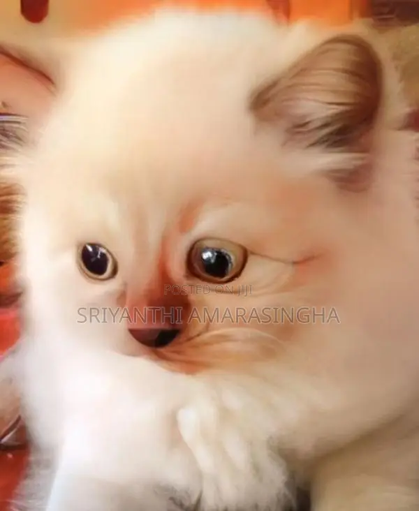 persian cats