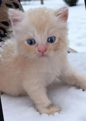 persian cats