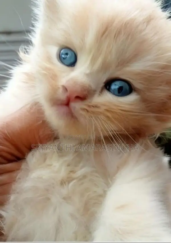persian cats