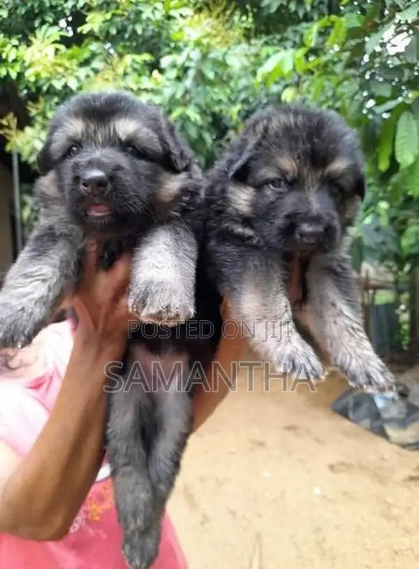 German Shepherd Puppies