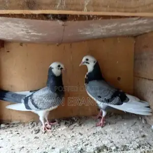 Pigeons